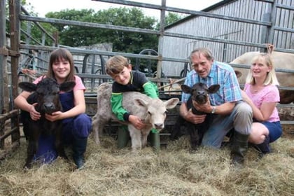 A rare occurrence — triplet calves born at family farm