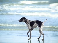 Dogs on Cornish beaches consultation launches