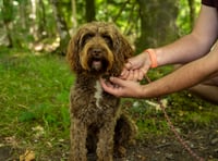 Forest rangers call on responsible dog owners after spate of incidents