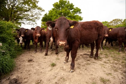 Suspended sentence for Devon farmer who illegally grazed cattle