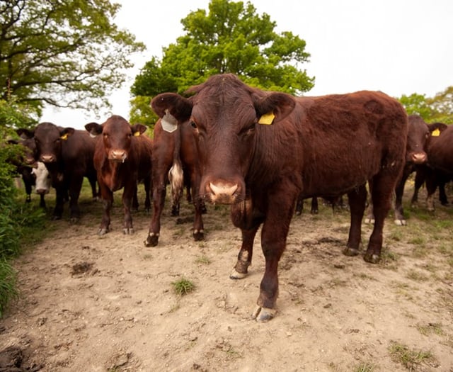 Suspended sentence for Devon farmer who illegally grazed cattle