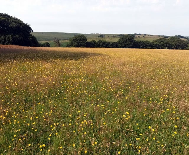 Cornwall Council given £1 million for environmental initiatives