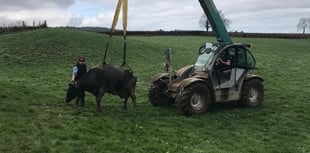 Cows 'mooved' to safety after falling in slurry pit 