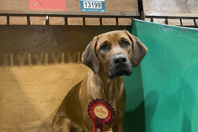 Murphy at Crufts with his very first rosette