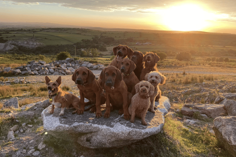 Murphy with the rest of his pack