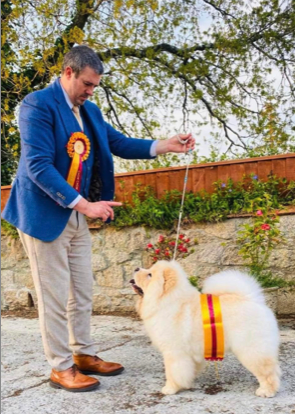 Legend of My Heart Angel Gloria (Imp Blr) or Apollo a 16-month-old Chow Chow from Liskeard with Martin 