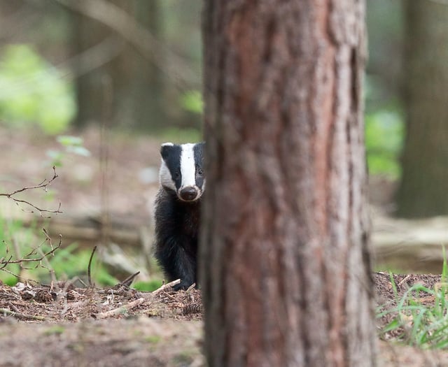 Half of Britain's badgers killed as cull figures for 2022 released