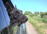 Driving with your dog's head out the window could be costly 