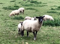 Review into Dartmoor management after Moorland grazing concerns