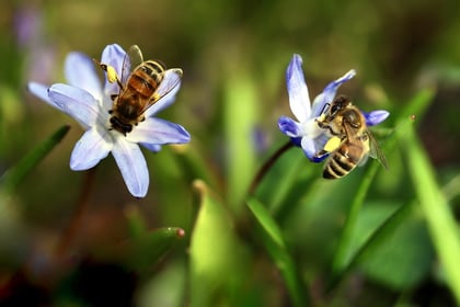 Study reveals how pollinators cope with various plant toxins