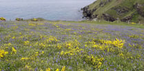 Step into a beautiful bluebell spring with the National Trust 