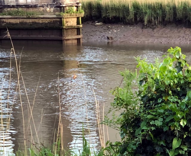 Deer spotted swimming in the Tamar at Calstock