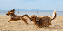 Cornish beaches set to lift dog ban as season comes to a close