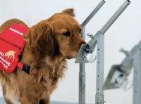 Medical detection dog displays its skills