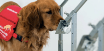 Medical detection dog displays its skills