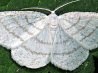 Naturewatch: Rare sighting of silky wave moth in Cornwall 