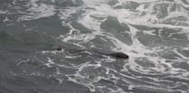 Seal spotted at Compass Point in Bude