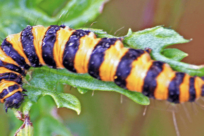 Caterpillar is unmistakable with its black and yellow - Naturewatch