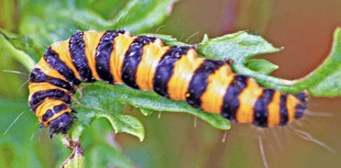 Caterpillar is unmistakable with its black and yellow - Naturewatch