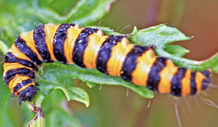 Cinnabar caterpillar