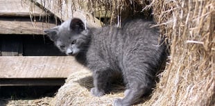 Farm cats to be exempt from microchipping law