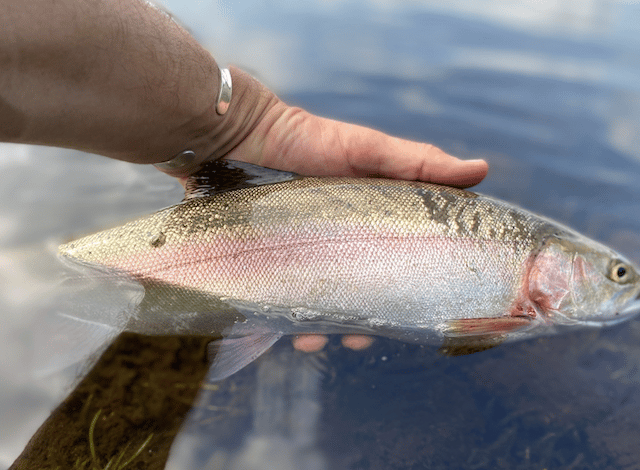 Boat and bank anglers enjoy equal measures of success