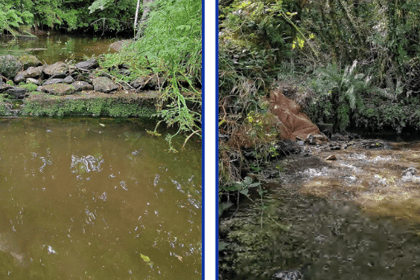 Project helps migratory fish after river restoration