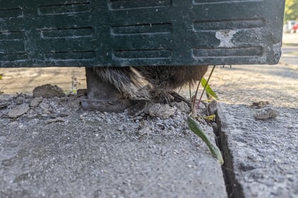 RSPCA and fire service rescue stuck squirrel from bus shelter panel
