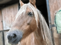 Bodmin pony rehabilitation centre appeals for help