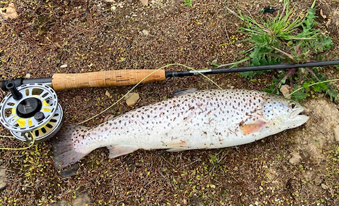 Jamie Gilman's catch from Roadford