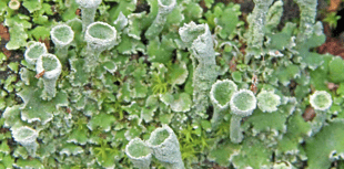 Naturewatch: Lichen could be hundreds of years old