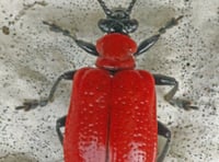 Attention seeking cardinal beetle draws the eye with striking colour