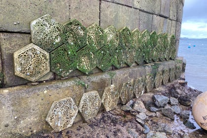 ‘Living Sea Walls’ boost marine life in harbours across Cornwall