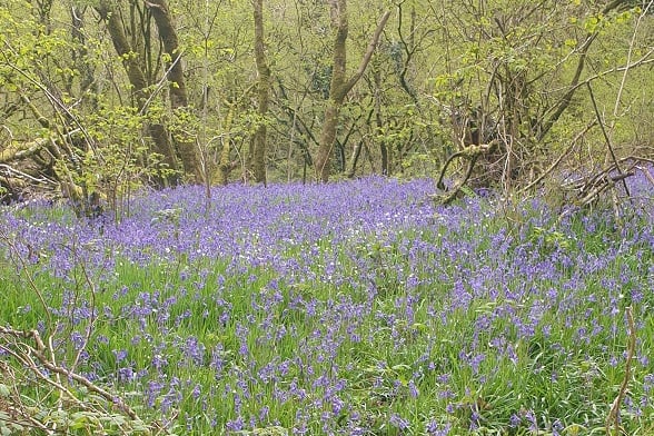 Holsworthy Walk and Talk group visited Meldon to see the bluebells