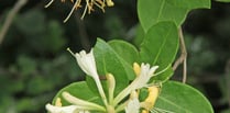 Naturewatch with Ray Roberts: Where has all the honeysuckle gone?