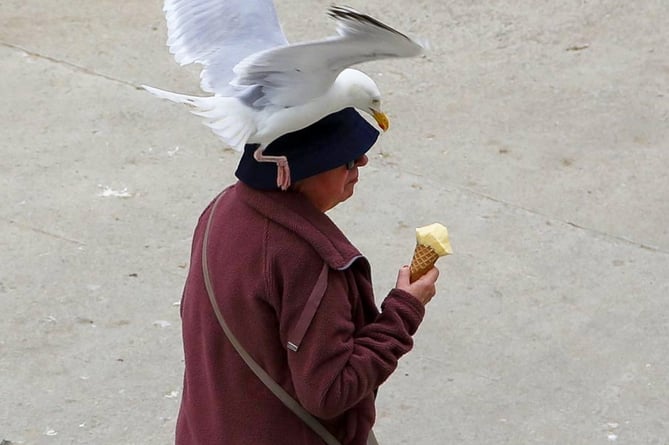 Seagulls dive-bombing for tourists ice creams and food in Cornwall. 