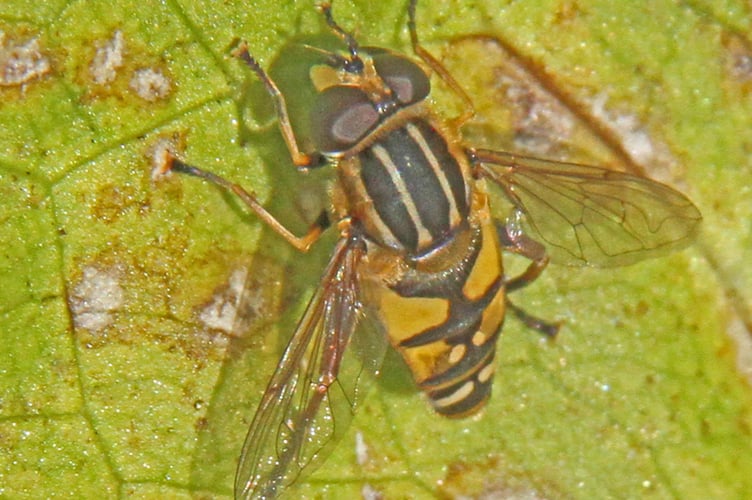 Helophilus pendulus hoverfly