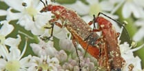 Naturewatch with Ray Roberts