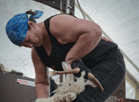 Launceston to host sheep shearing world record attempt 