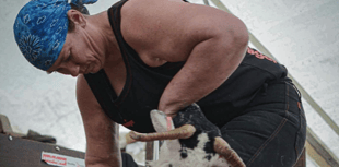 Live updates: Launceston hosts sheep shearing world record attempt