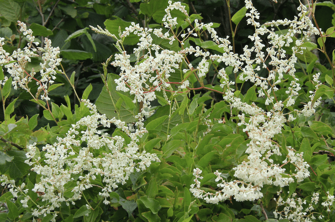 Russian vine flowers (Picture: Ray Roberts)