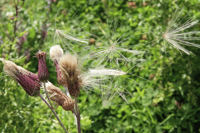 Thistle seeds take off (Picture: Ray Roberts)