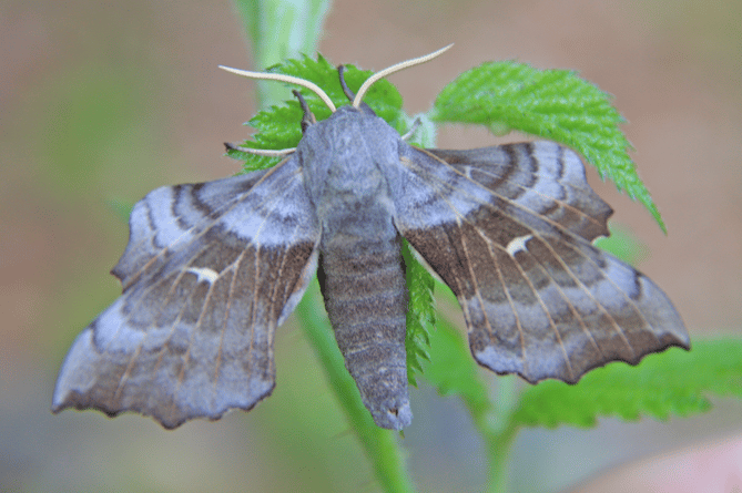 Poplar hawk - moth (Picture: Ray Roberts)