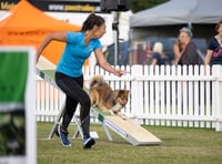 Bodmin dog owner celebrates success at agility festival