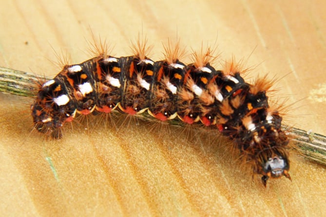 Brown-tail moth caterpillar