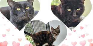 RSPCA launches appeal to home three cats no one seems to want