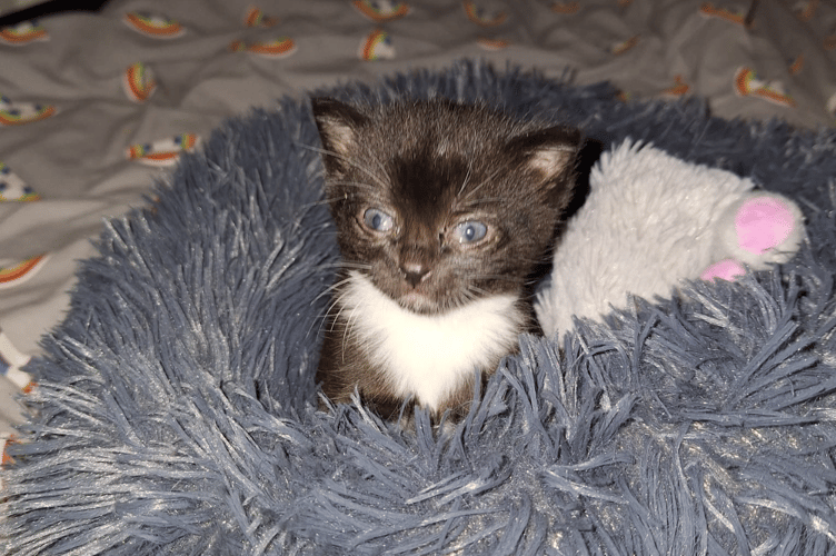 Donut was found abandoned aged three weeks old (Picture: NAWT)