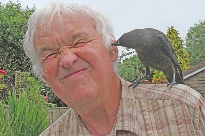 Jack, a local tame jackdaw, would come and perch on Ray Roberts' shoulder and try to remove his hearing aid