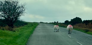 Police to raise awareness of dog control across Bodmin Moor