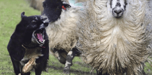 Cost of dog attacks on livestock falls by more than a third